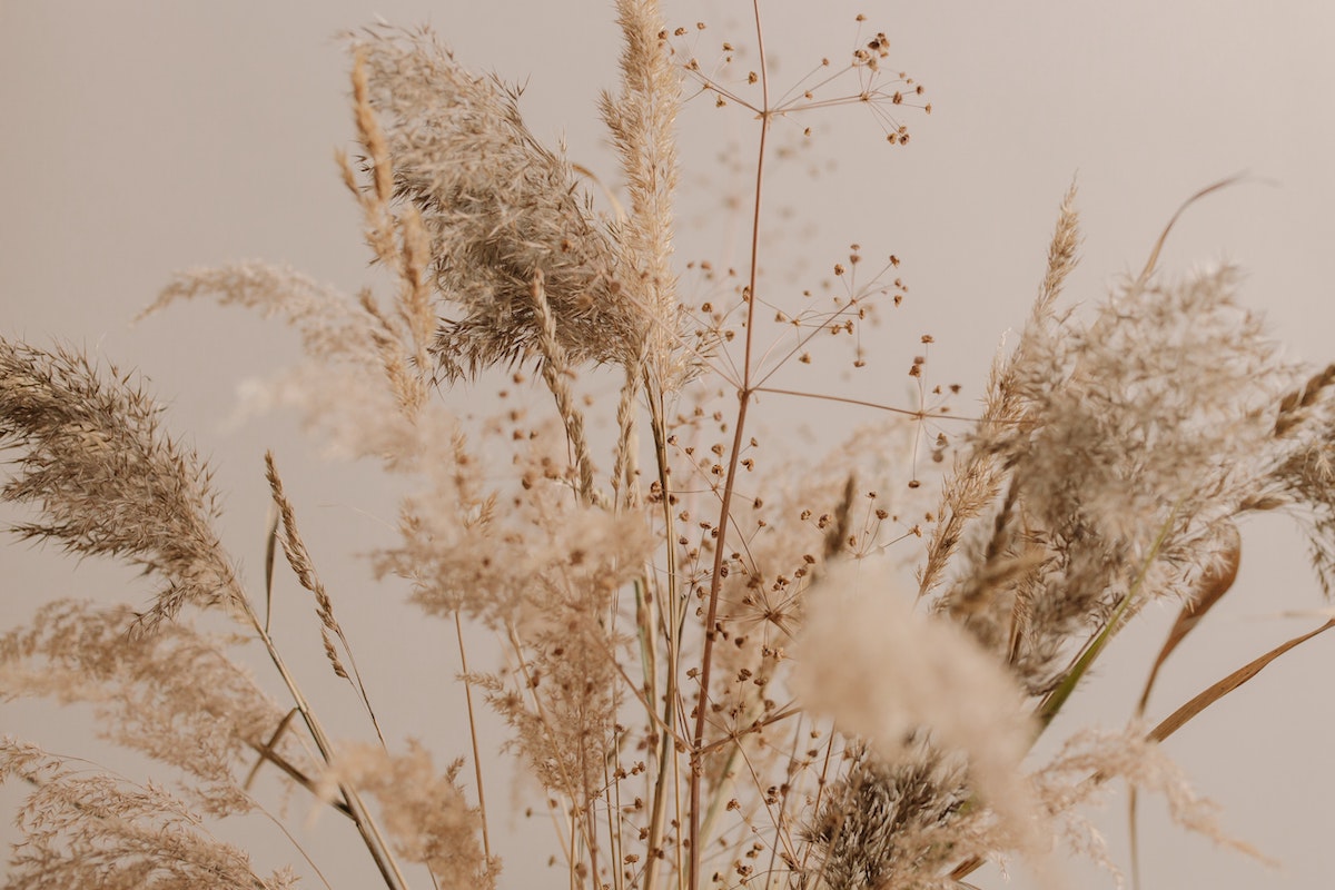 cropped image of pampas grass plumes