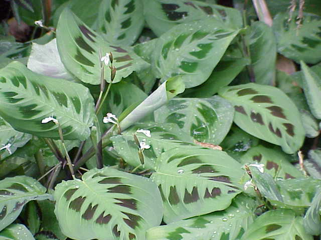 close up of Maranta leuconeura