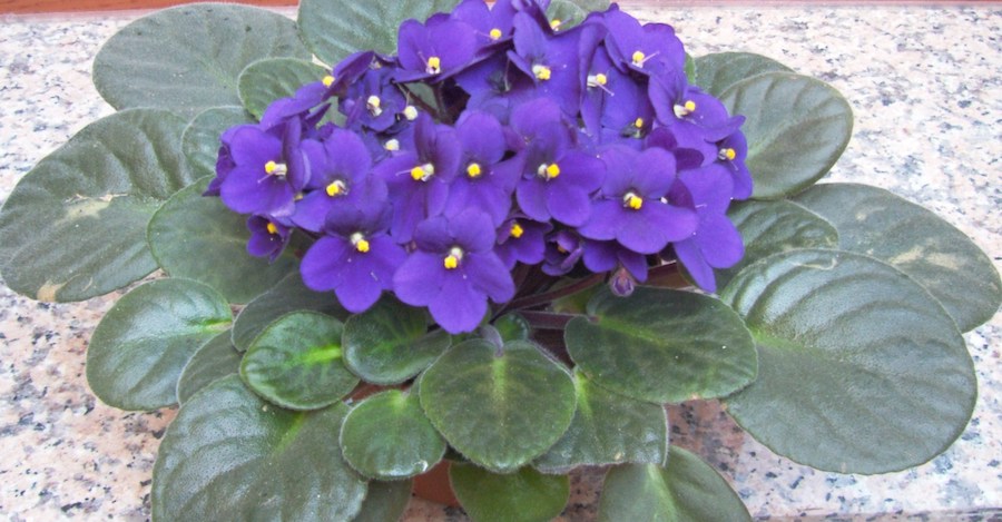close up of African violet plant